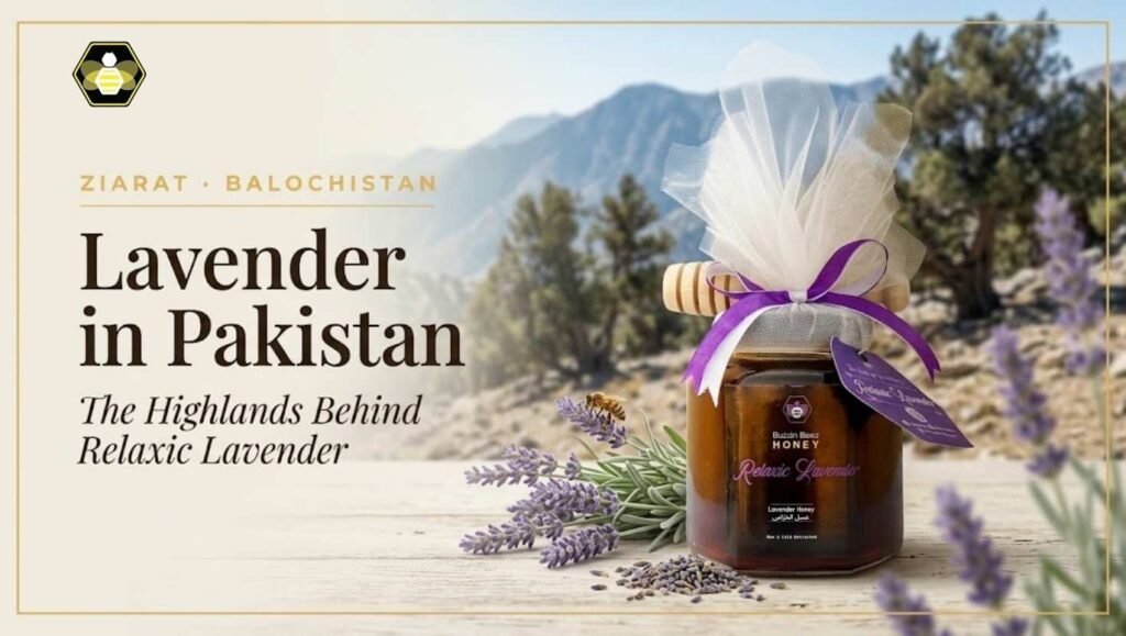 Lavender in Pakistan: The Balochistan Highlands Behind Relaxic Lavender