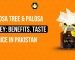 Palosa Tree & Palosa Honey: Benefits, Taste & Price in Pakistan