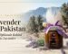 Lavender in Pakistan: The Balochistan Highlands Behind Relaxic Lavender
